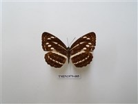 藏品(細帶環蛺蝶)的圖片